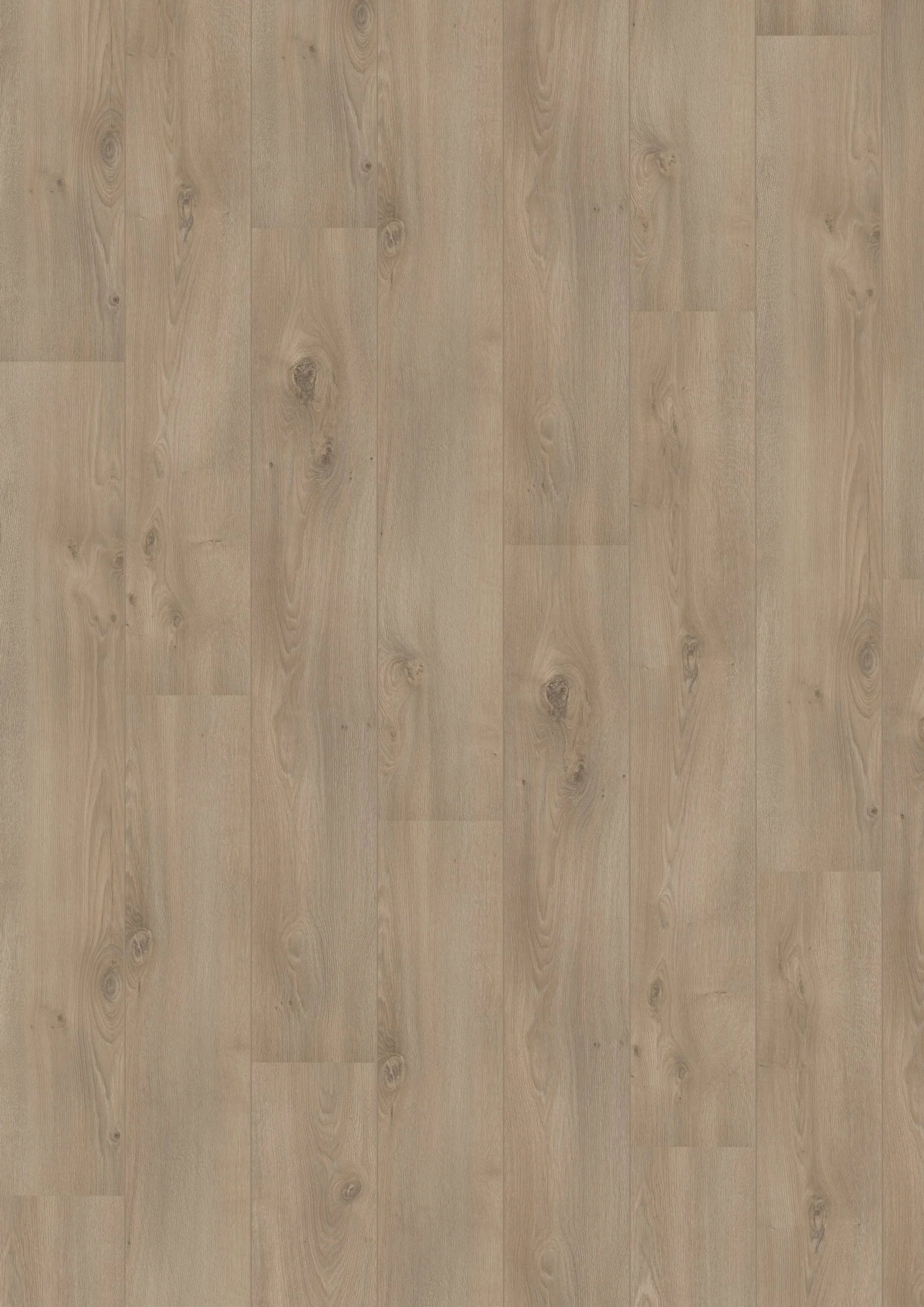 Royal V2 Campania 106