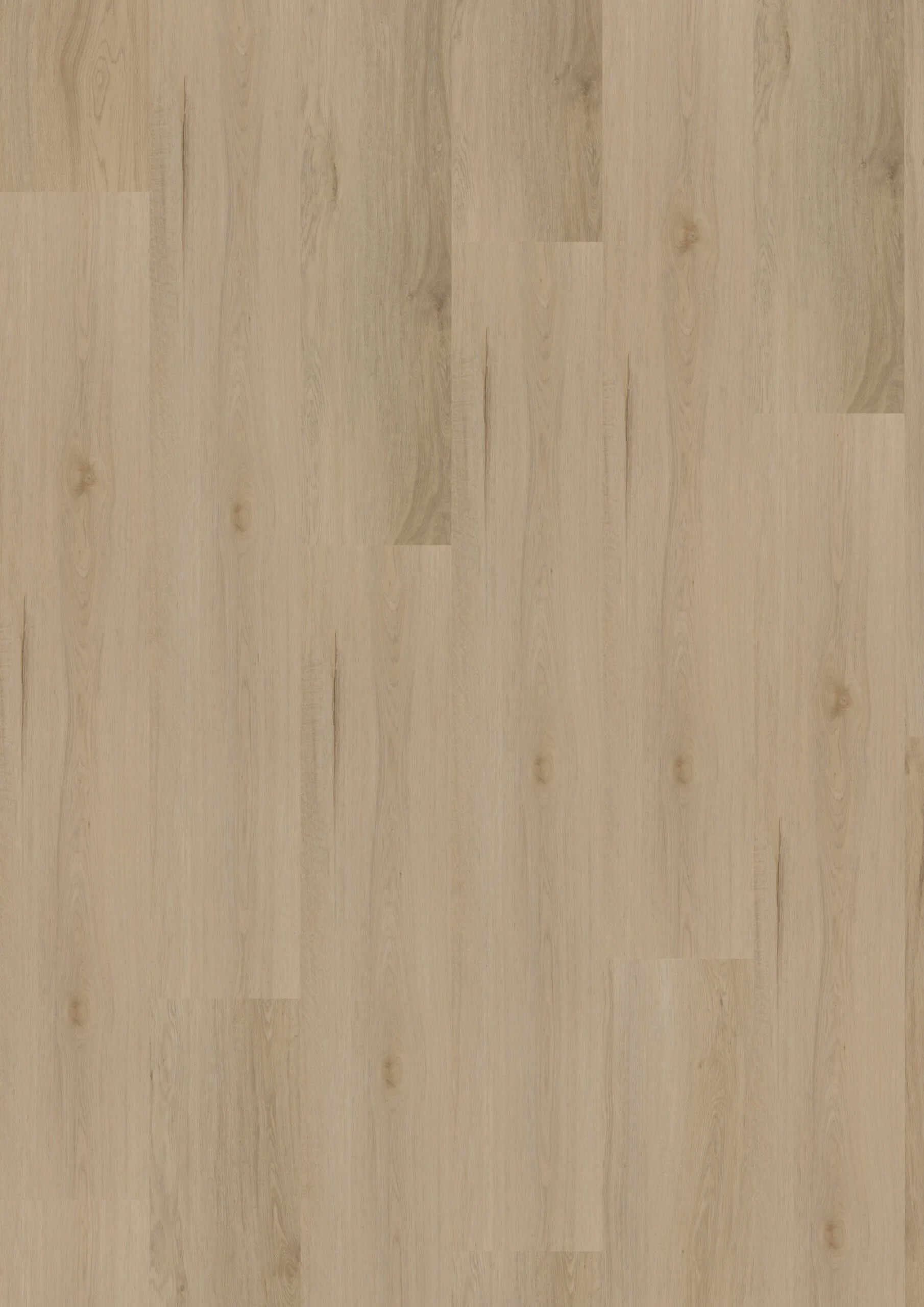 Ambassador Dryback Maryland 31