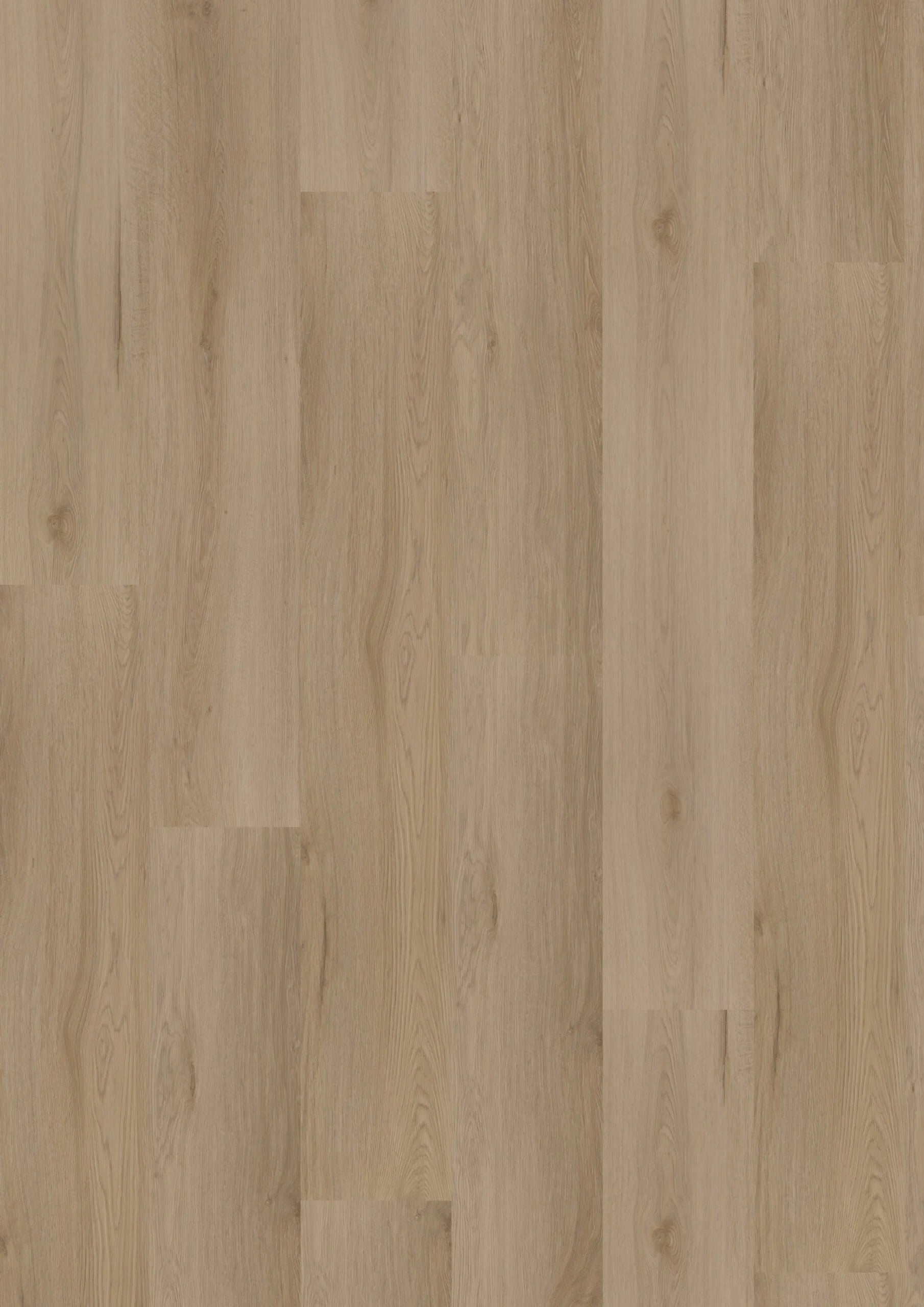 Ambassador Dryback Montana 61