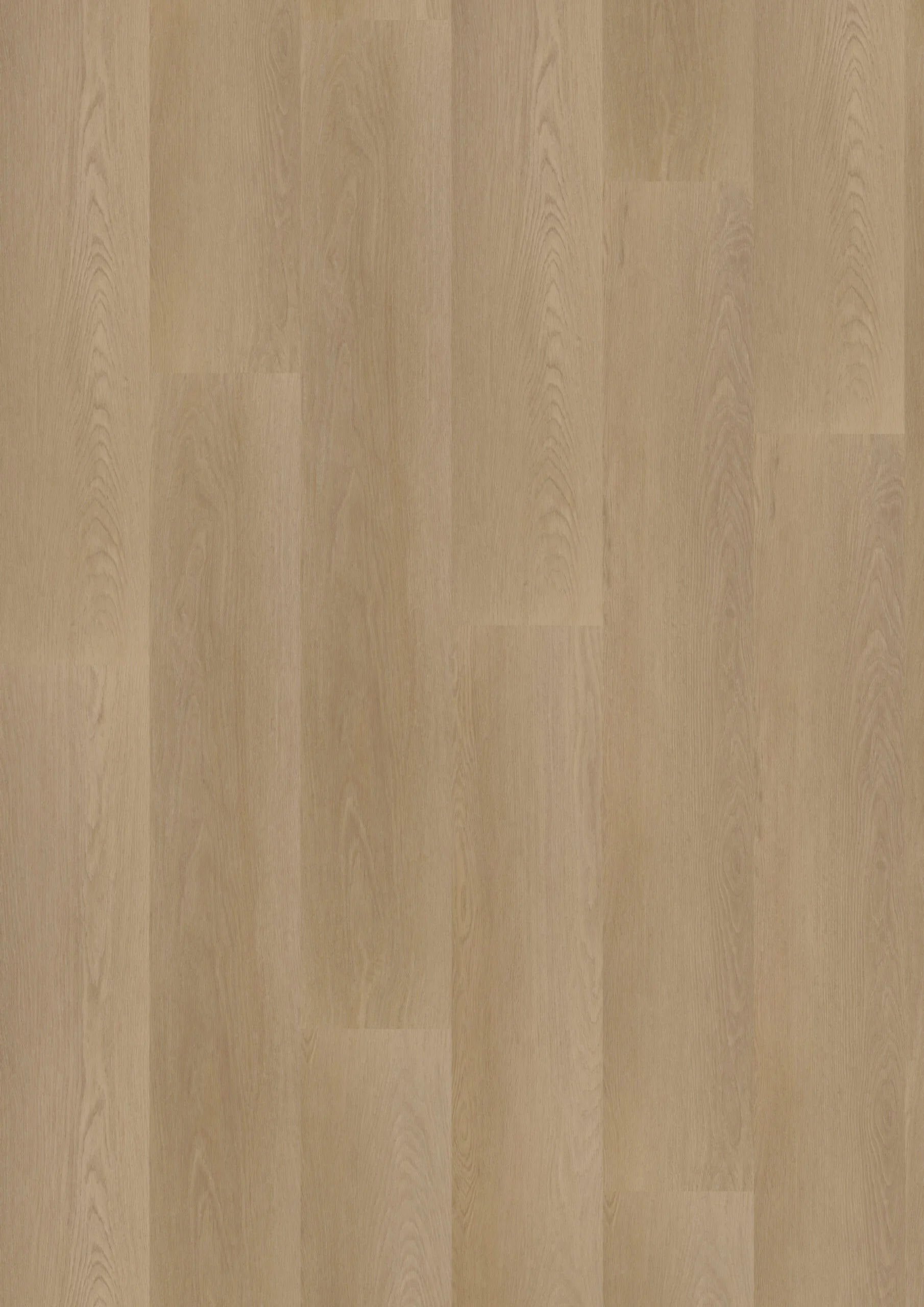 Ambassador Dryback Georgia 6