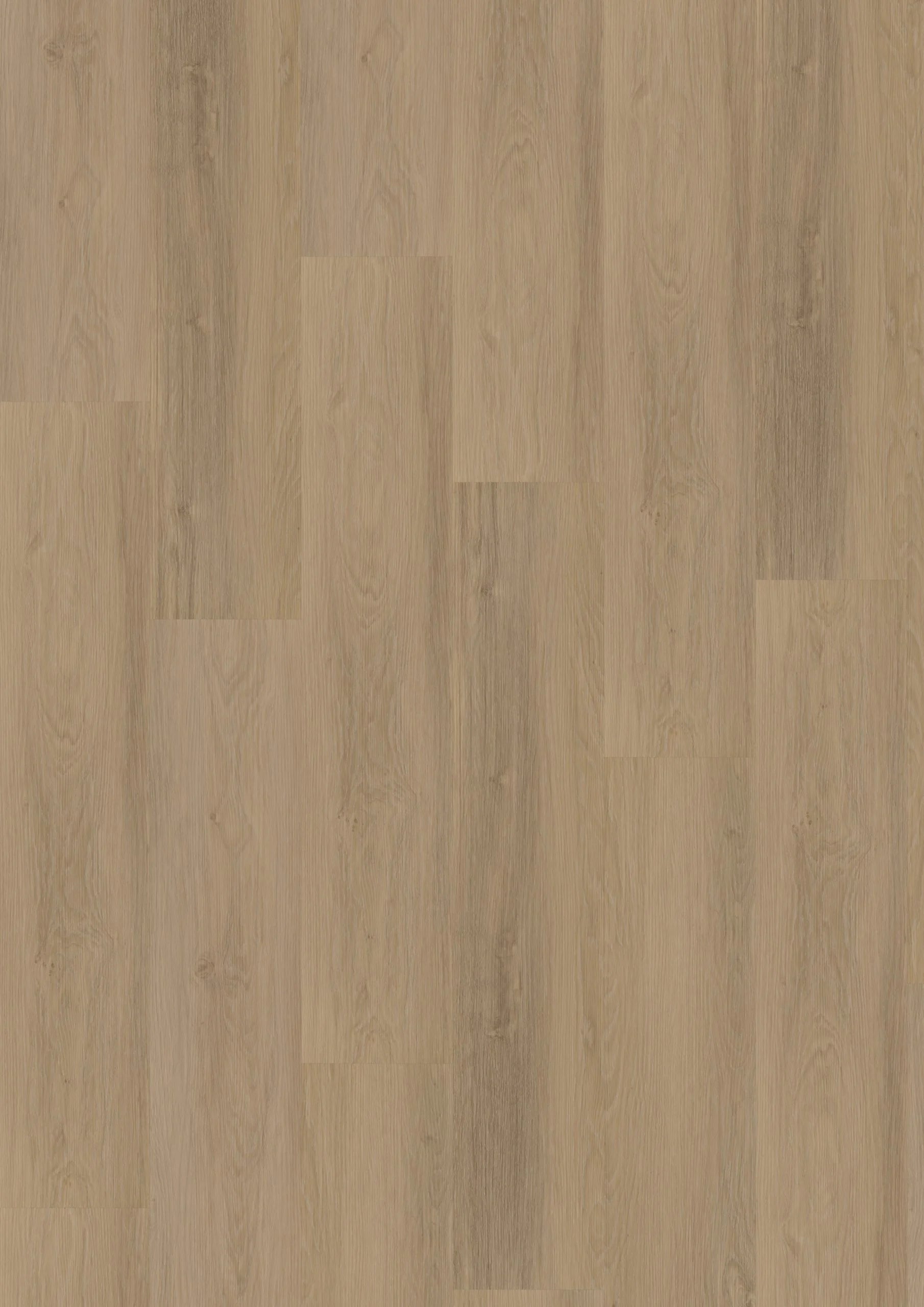 Briljant Tulp 20017 Dryback